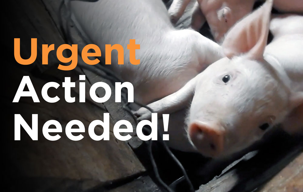 URGENT: Farmed Animals Need Your Help Now! – Mobilization For Animals PA